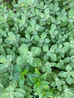 FREE CUTTINGS Panadol Plant | Scaredy Cat Plant | Boldo in Brazil | Plectoranthus Canus Roth