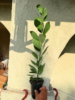 Bay laurel bay leaves tree starter plant