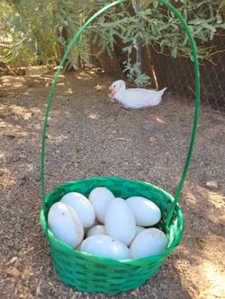 Goose Eggs