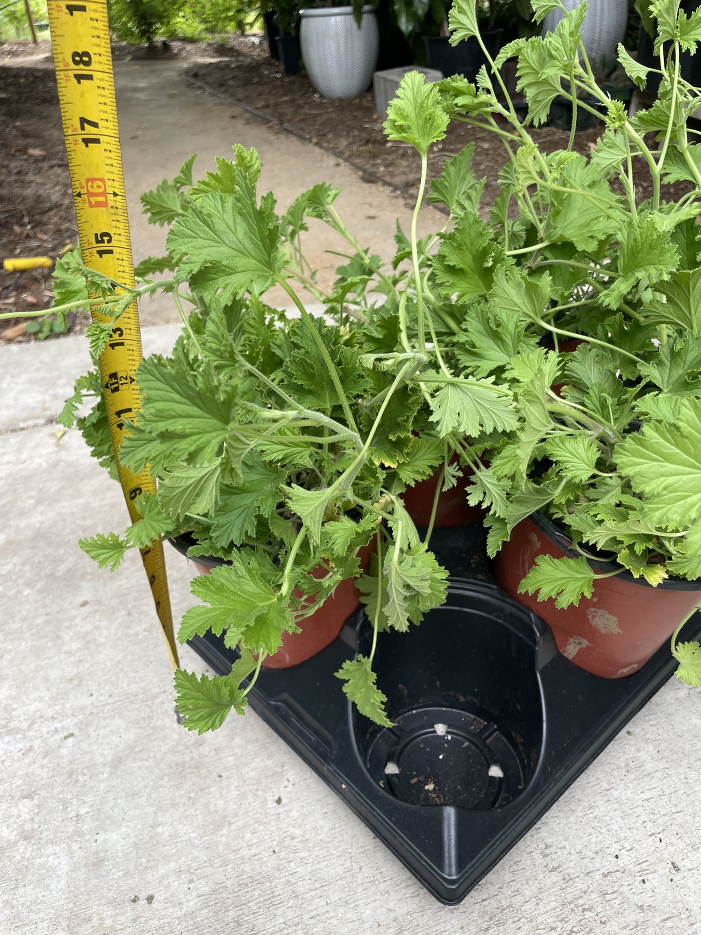 One Gallon Pot Big/full/lush Citronella Plant (mosquito Plant); 95820