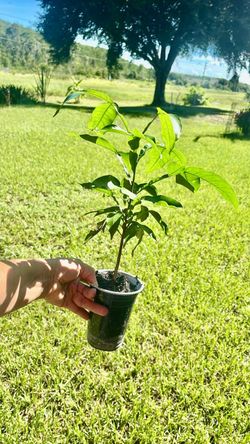 Quenepas, mamoncillo tree plant