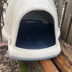 Dogs 