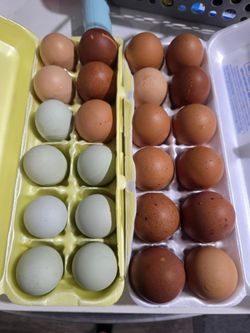 Farm Fresh Eggs