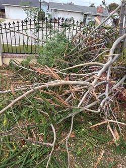 Moringa tree of life cuttings