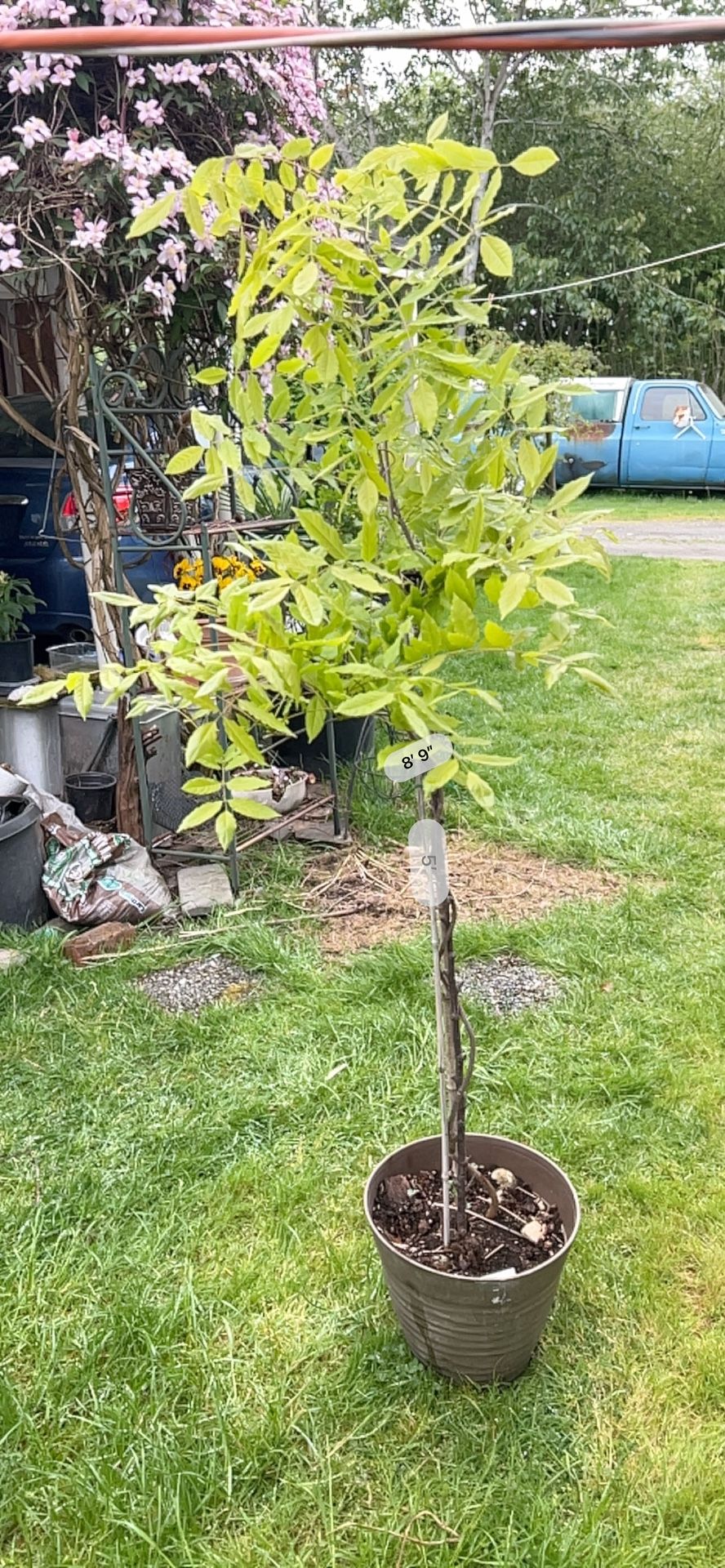 Potted wisteria plant