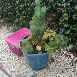 XL Succulent Planter 