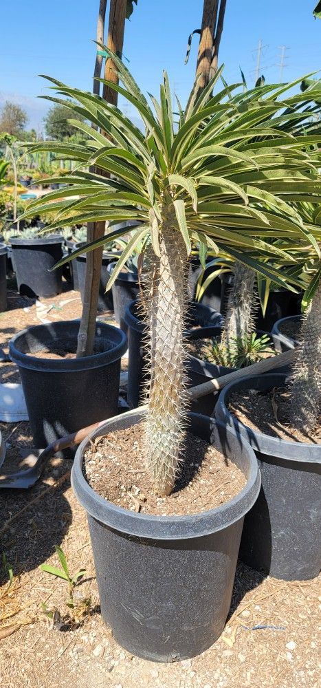 Madigascar Cactus Palm