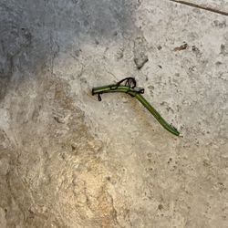 Variegated Epi Albo ( Pls Read Description Below)