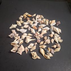 Bulk Mixed Seashell Lot Of 75+ Pieces For Crafts & Decor