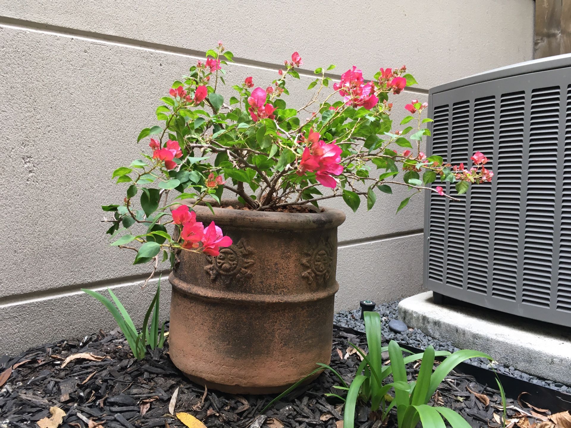 Garden bougainvillea plant terra-cotta clay planter pot with drainage 13”x13”H x35” Plant