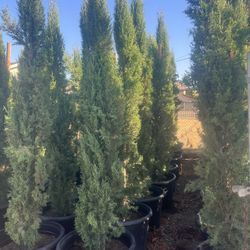 Italian Cypress 25gallon Privacy 