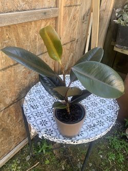 Indoor Plant