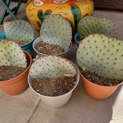 Prickly Pear Cactus Lobes 