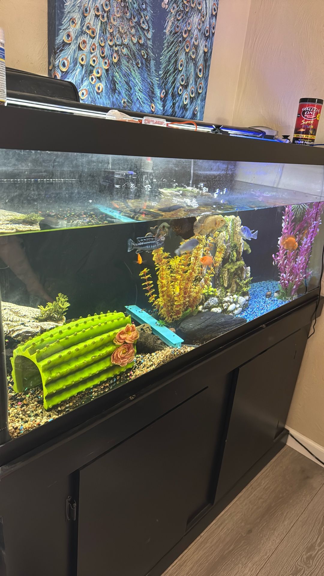 18 Fishes With Cleaner And Fish Tank