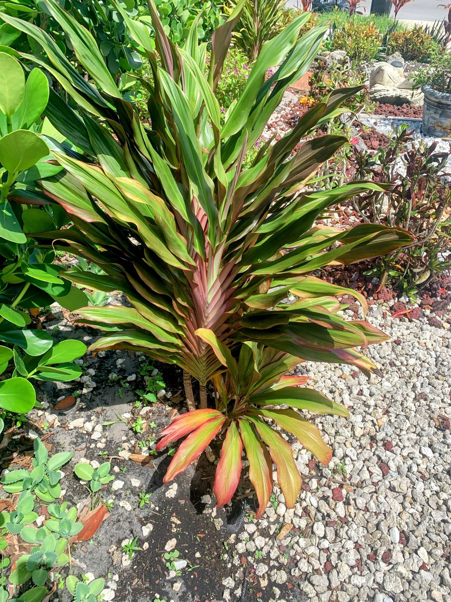 One Plant $25