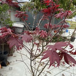 Japanese Bloodgood Maple Tree - 6 feet