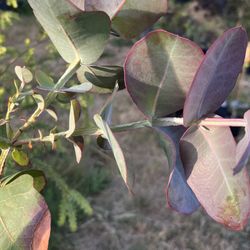 Eucalyptus neglecta 5 Gallon Plant