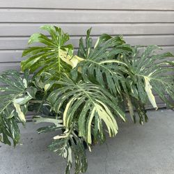 Mature Monstera Thai Constellation Big Leafs