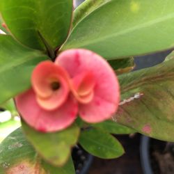 FLOR MEDIANA PINTA