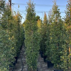 Eugenia Privacy Hedge