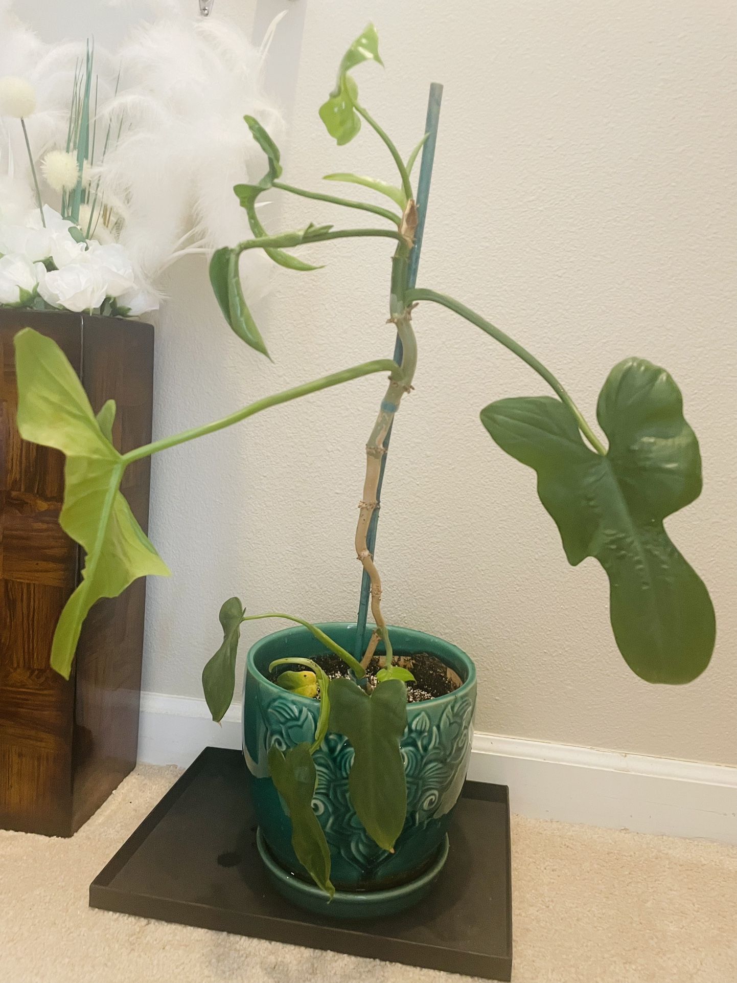 Philodendron plant in 8inch