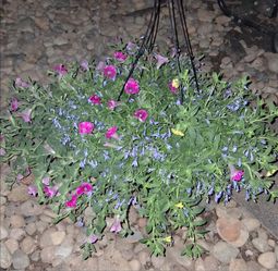 Colorful Calibrochoa hanging basket