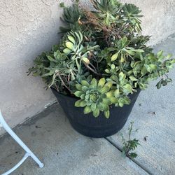 Large Succulent