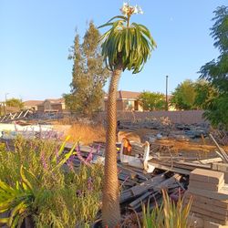 Madagascar Palm Plant 