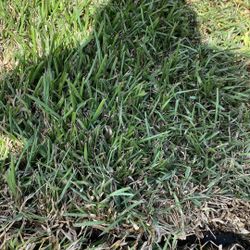 St Augustine Sod - Piece