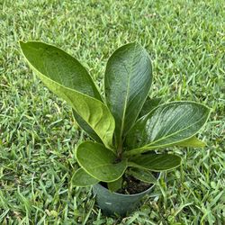 bogenhanf hahnii Sansevieria Hahnii 'Green Mould Variegated' – Secret Garden Plant Shop main image 1