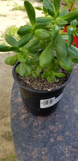 Jade plant