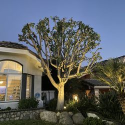 Trees