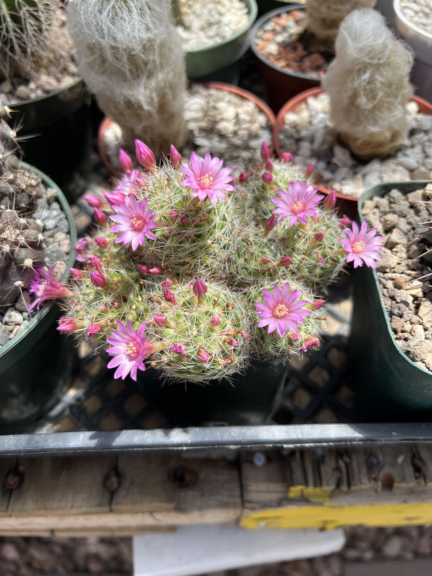 Mammillaria - Flowering Cactus