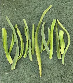 Dragonfruit cuttings 15 ct