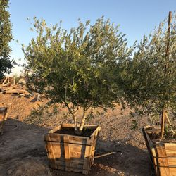 Olive Tree (Wilson)