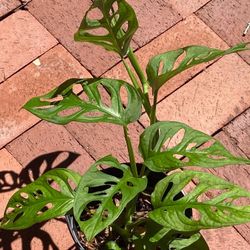 Monteria Or Swiss Cheese Plant