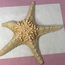 Real Star Fish Decor, Horned Sea Protoreaster Nodosis