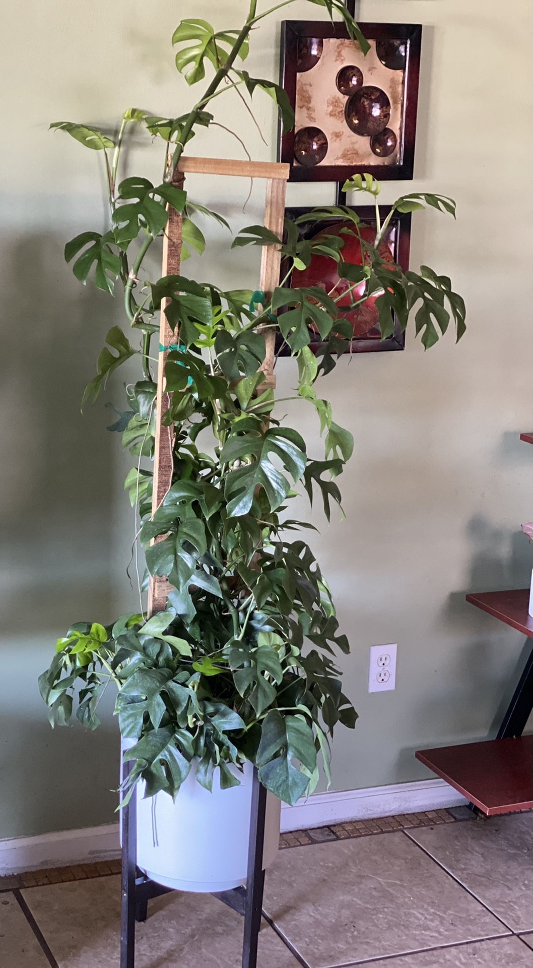 HUGE Rhaphidophora Tetrasperma on Trellis Over 5 ft. 3 inches Tall .