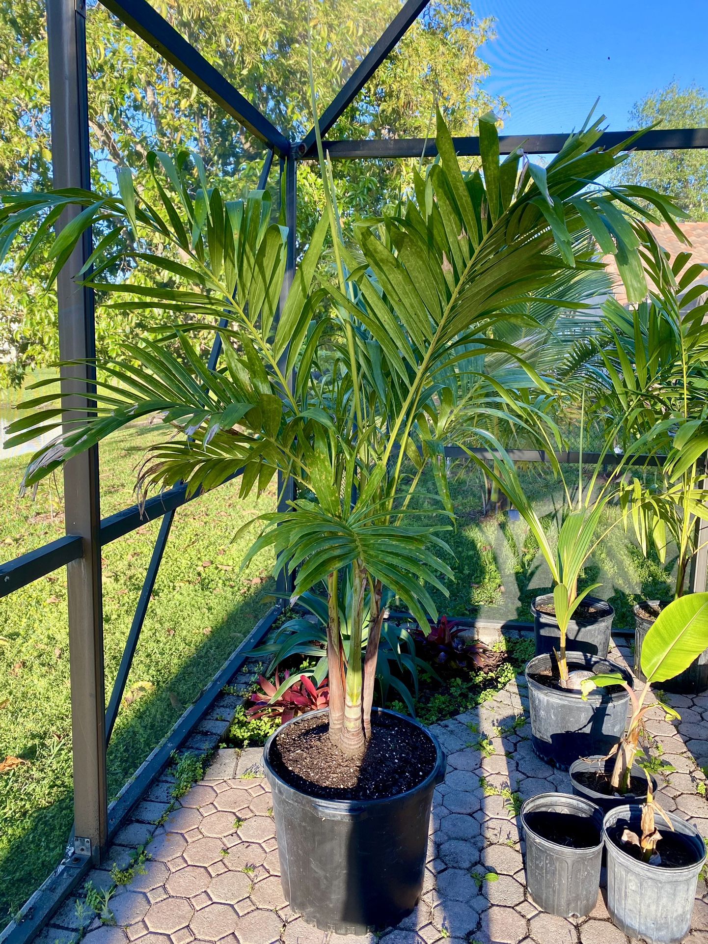 Christmas palm adonidia merrillii (tripple 15g)