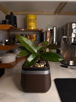 Hoya w/ Self-Watering Pot (Semi-Hydro, Ready to Go) 6