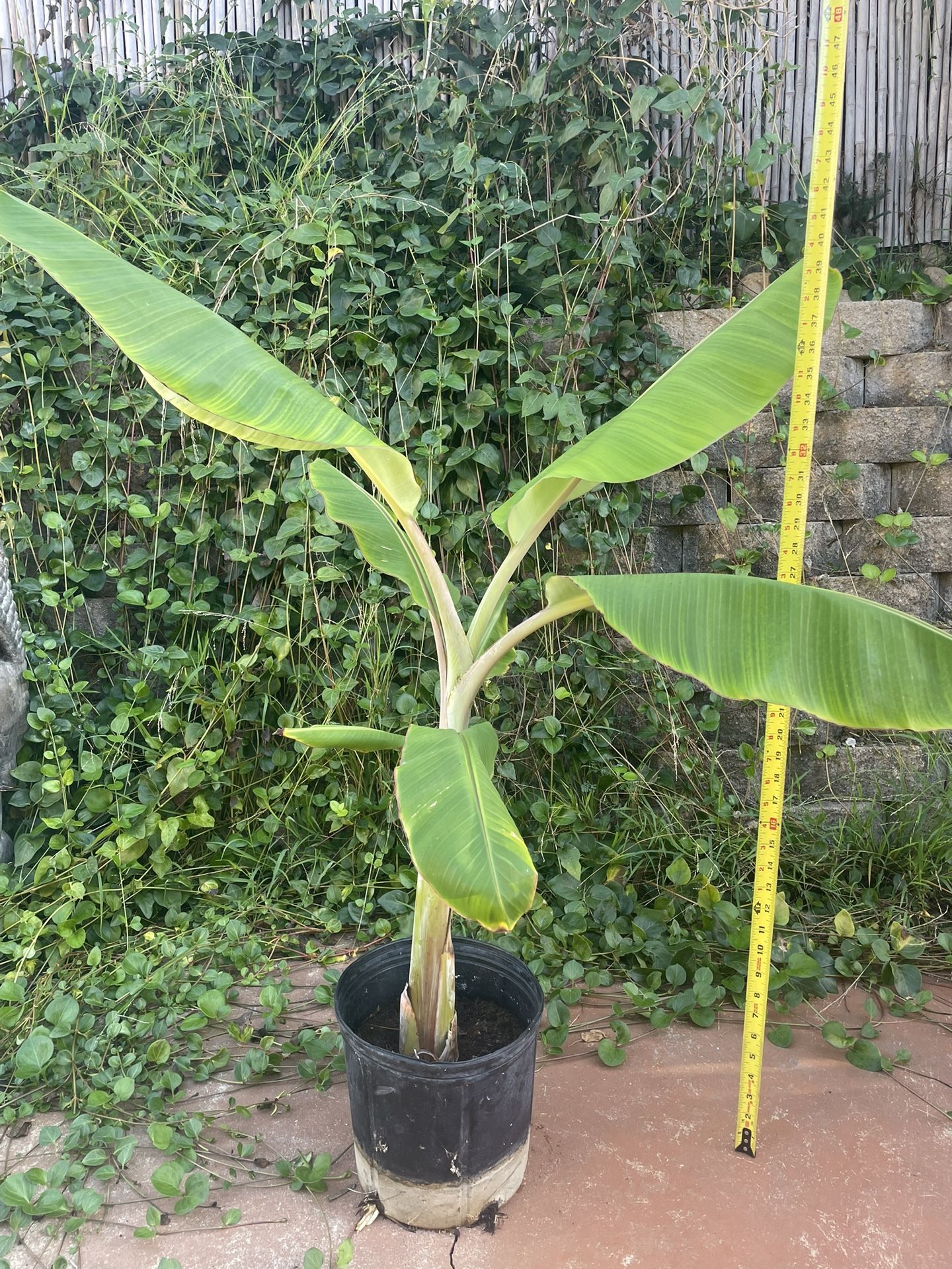 Banana Plant