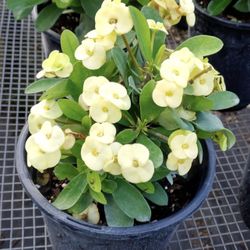 Beautiful, healthy, Crown-of-thorns Euphorbia