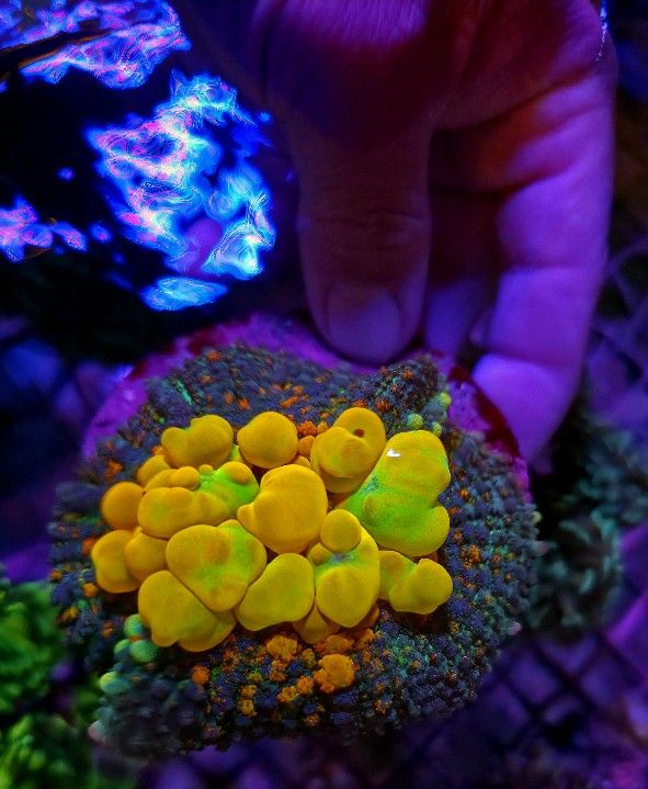 🔥CORALS DECORATIONS FOR MARINE TANK OVER 500 CORALS IN STOCK PICK-UP - DELIVERY  - SHIP