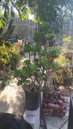 Hermosa planta