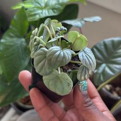 Silver Peperomia