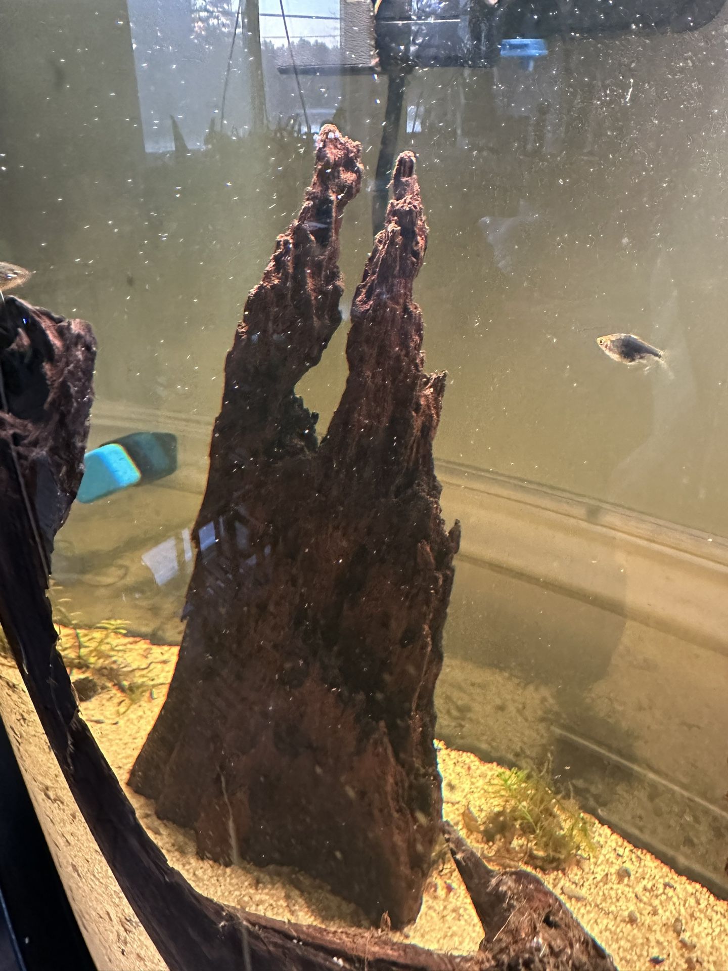 Aquarium Driftwood