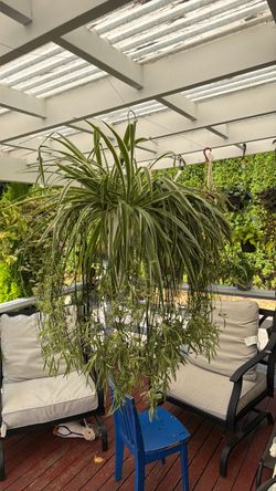 Spider plant