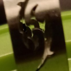 Stainless Steel Ring