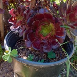 Aeonium Garnet Succulent Plant