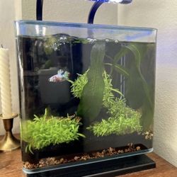 3 Gallon Aquarium